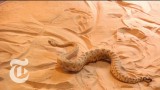 ScienceTake: The secrets of a sidewinder snake on a sandy slope